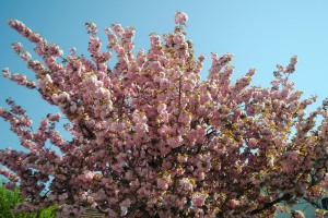 kirsikkapuu